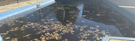 Green Swimming Pool Cleaning Templestowe
