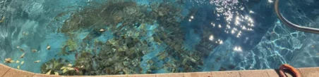 Natural Pool Cleaning Templestowe